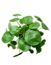 Plea peperomioides