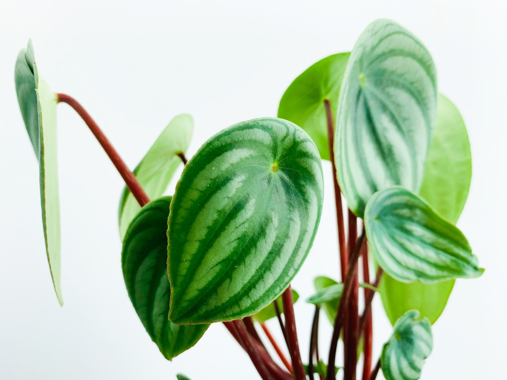 Peperomia Watermelon