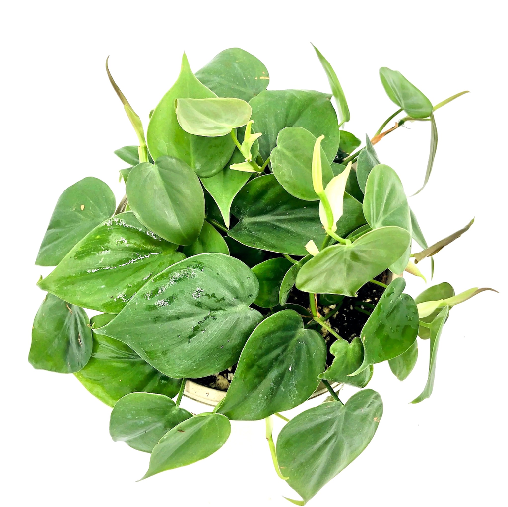 Philodendron Hederaceum (Green Heartleaf)
