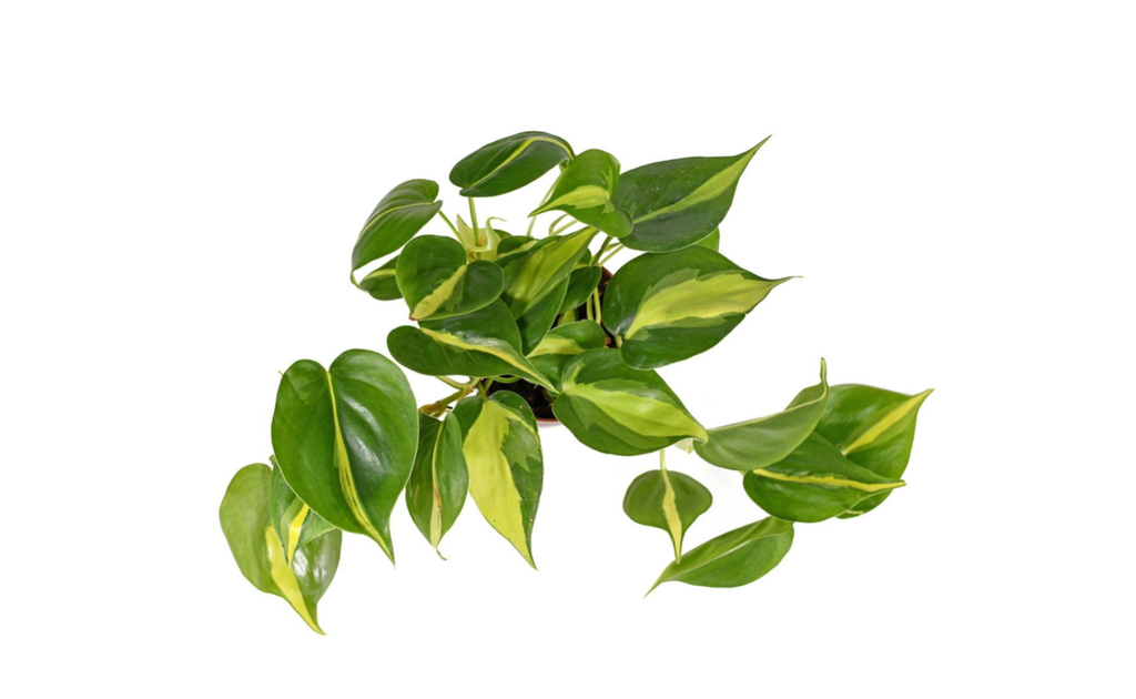 Philodendron scandens