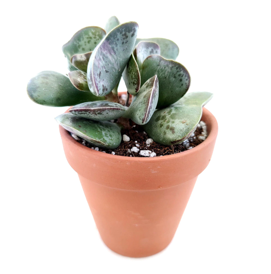 Adromischus triflorus