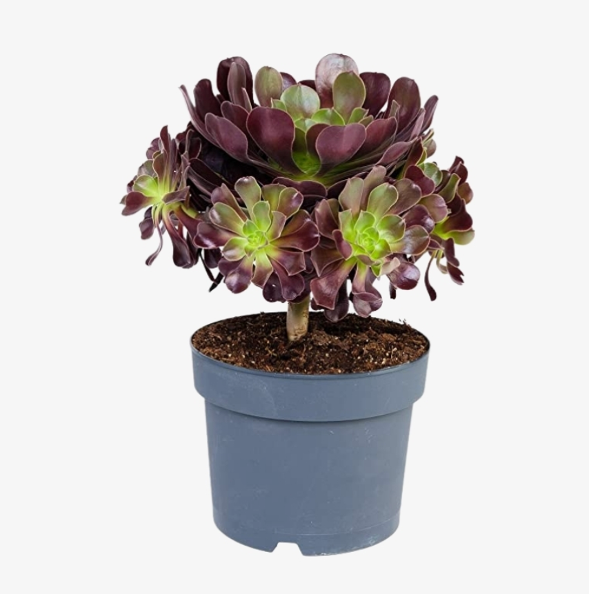 Aeonium Arboreum Nigrum (8cm Pot)