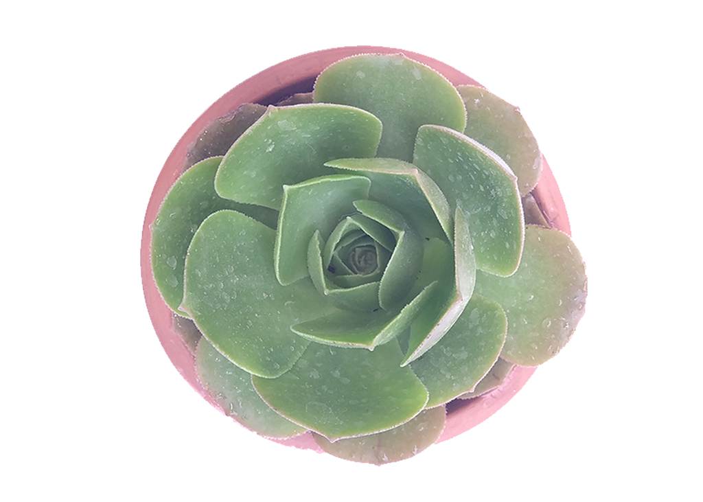 Aeonium Urbicum Rubrum (16cm Pot)