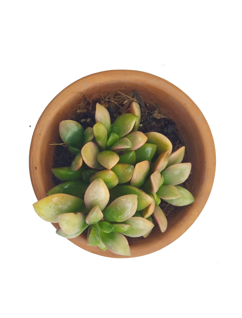 Anacamoseros ( Pink ) (8cm Pot)