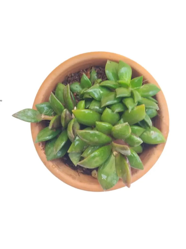 Anacampseros ( Purple) (8cm Pot)