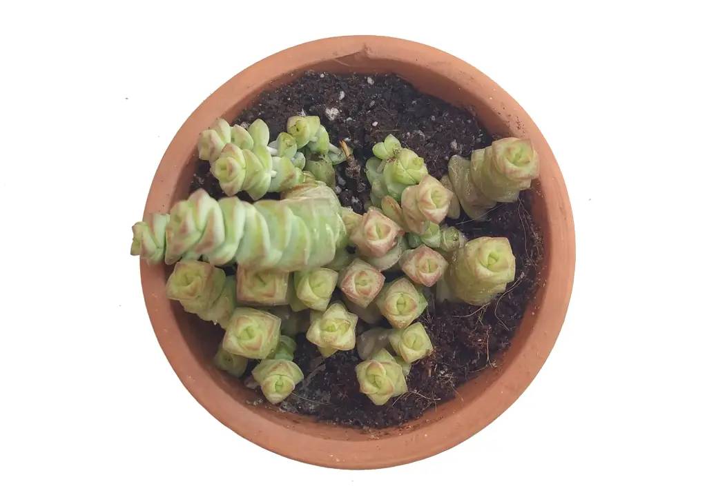 Crassula  babynecklass (8cm Pot)