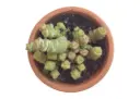 Crassula  babynecklass