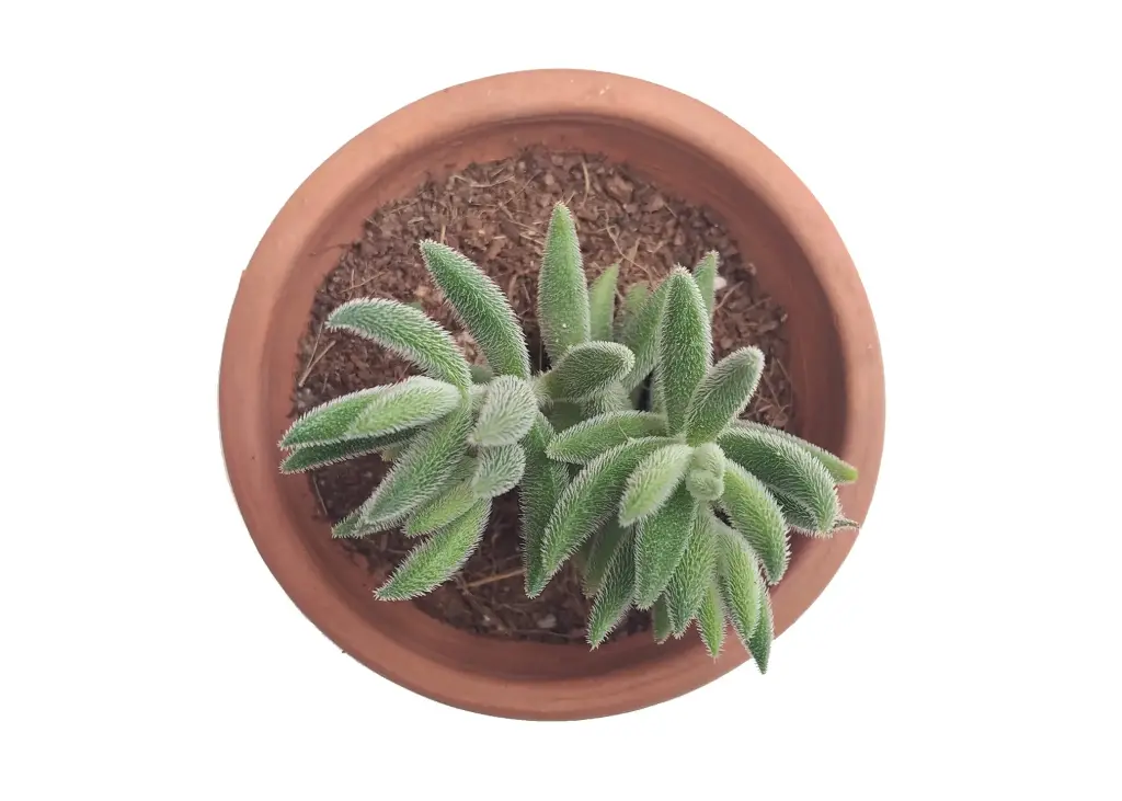 [PN-CU-MM] Crassula mesembryanthemoides
