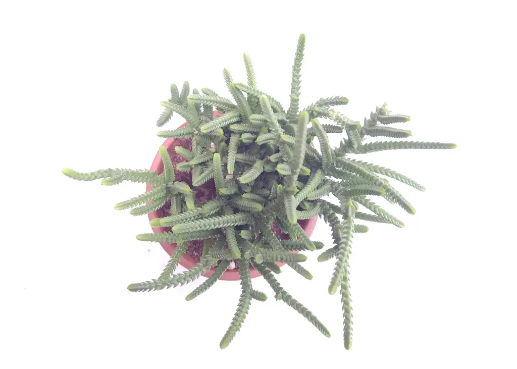 Crassula muscosa (8cm Pot)