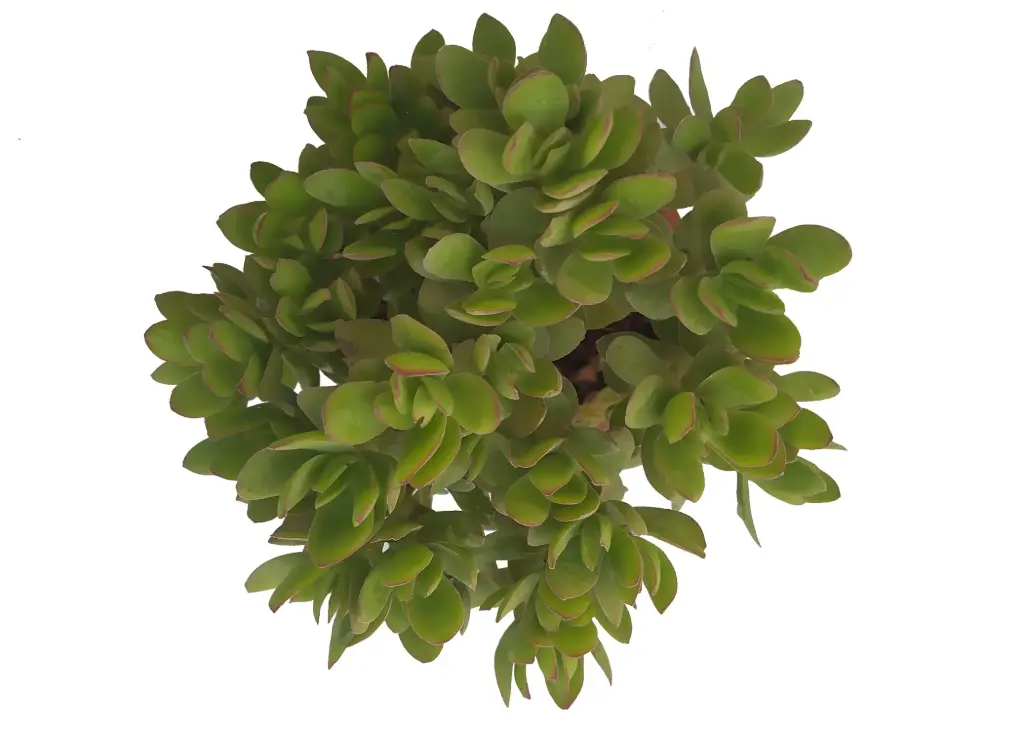 Crassula ovata