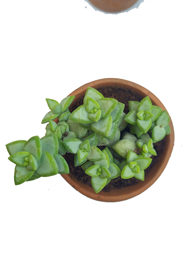 Crassula rupestris (8cm Pot)