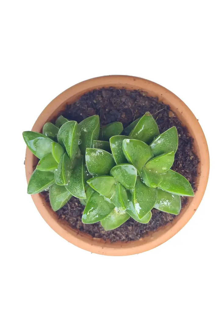 Crassula springtime (8cm Pot)