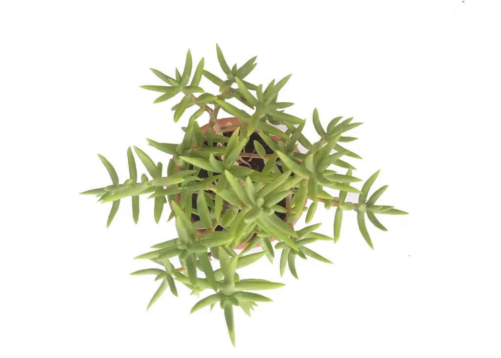 Crassula tetragona (8cm Pot)