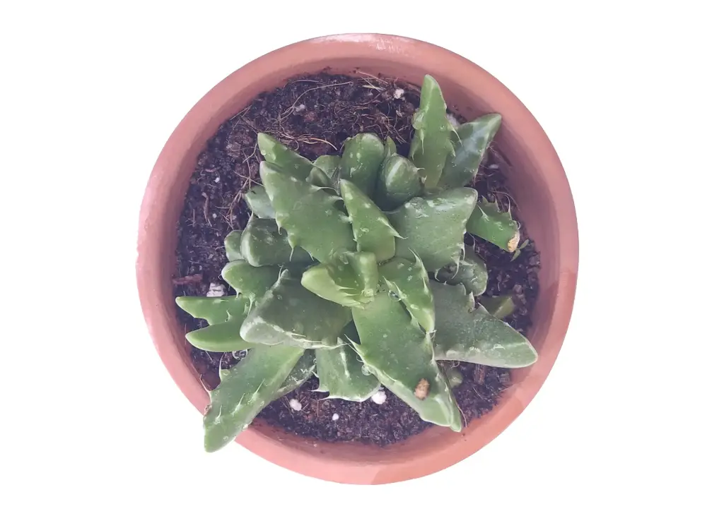 Crassula tiger jaw (8cm Pot)