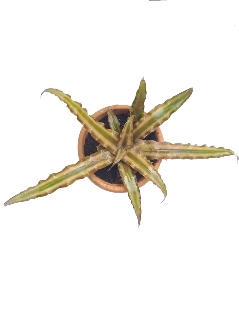 Cryptanthus Bromeliads