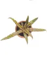 Cryptanthus Bromeliads