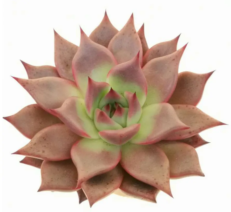 Echeveria agavoides 'Bronze Beauty' (8cm Pot)