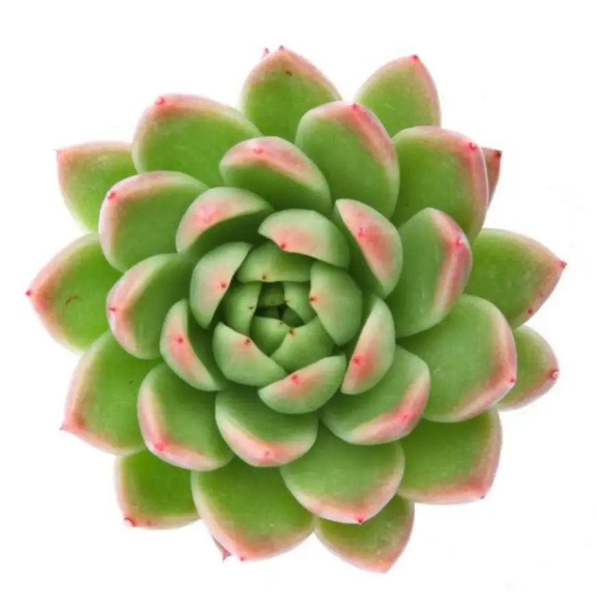 Echeveria agavoides 'Red Tips' (8cm Pot)