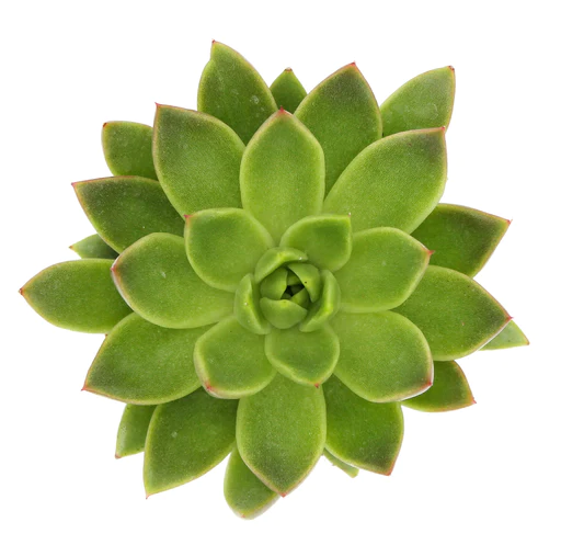 Echeveria agavoides (8cm Pot)