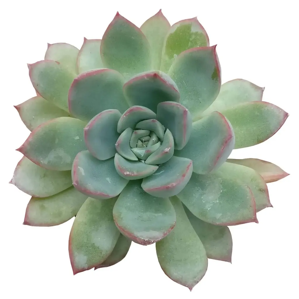 Echeveria apus (8cm Pot)