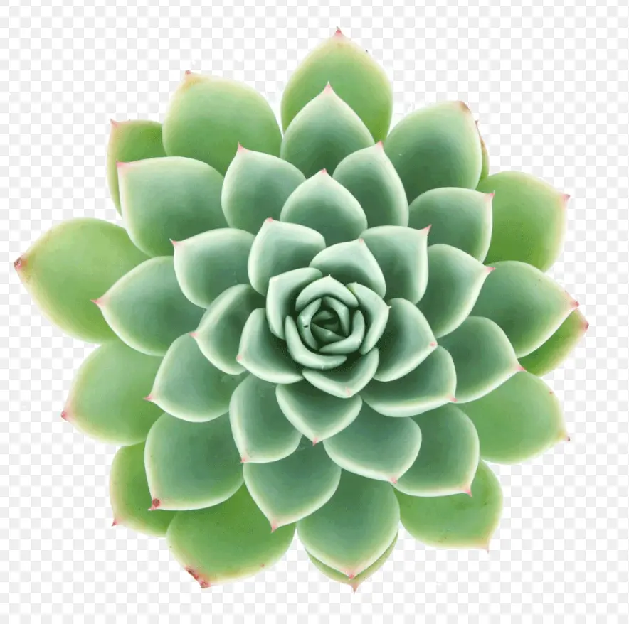 Echeveria 'Dondo' (8cm Pot)