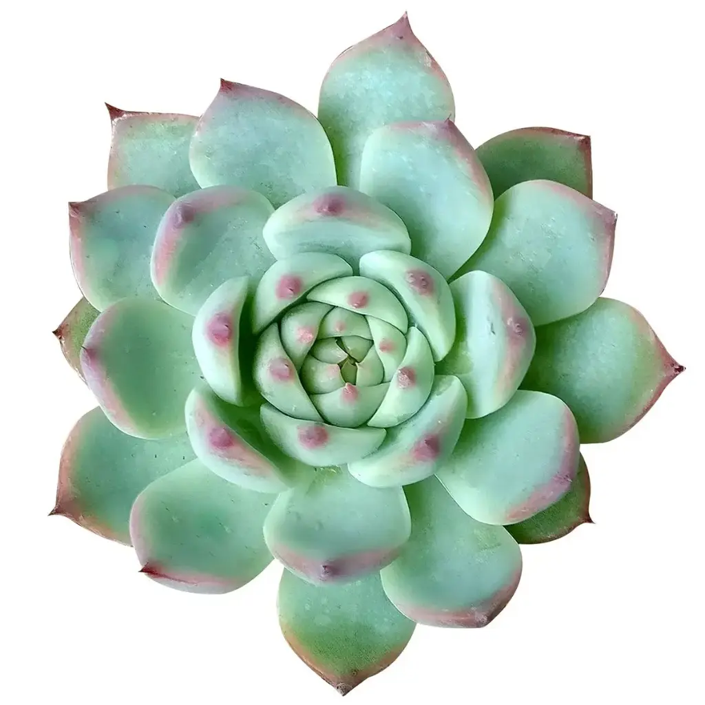 Echeveria 'Tippy'