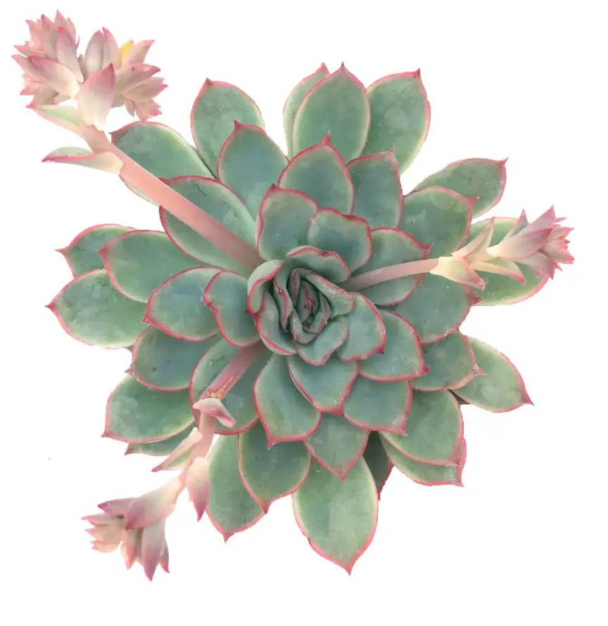 Echeveria 'Esther' (8cm Pot)
