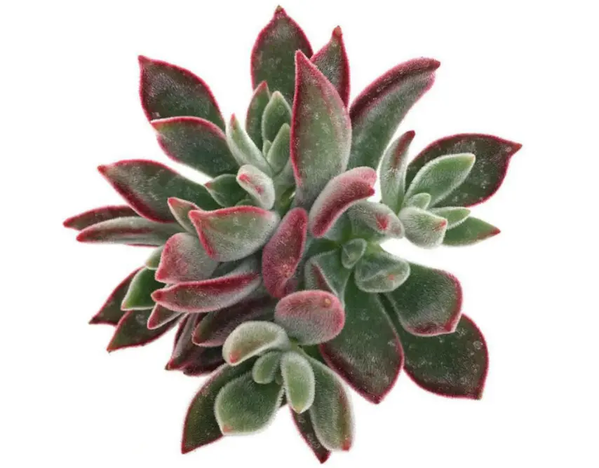 Echeveria harmsii 'Ruby (8cm Pot)