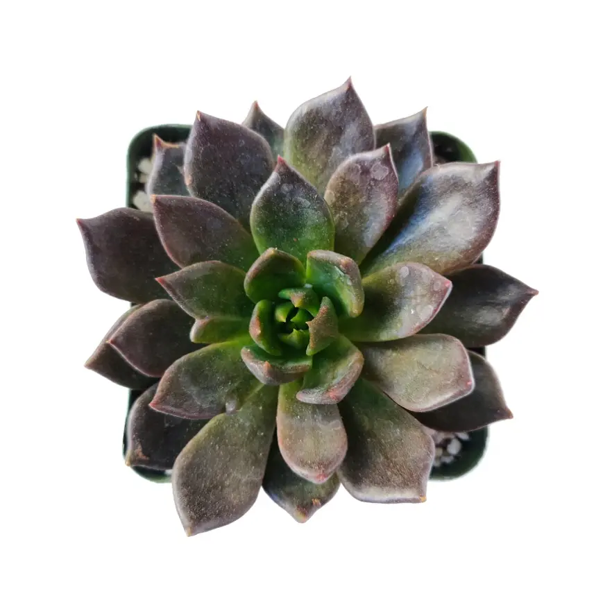 Echeveria Licorice