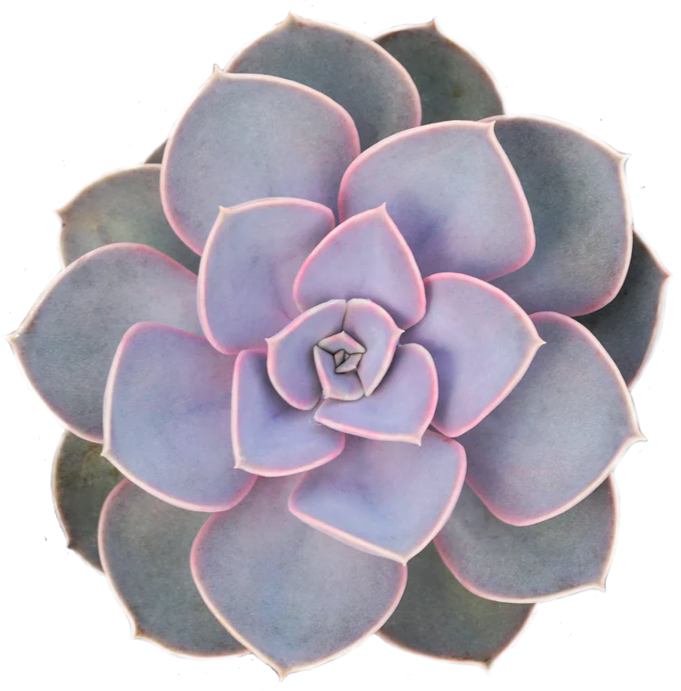 Echeveria Perle Von Nurnburg 