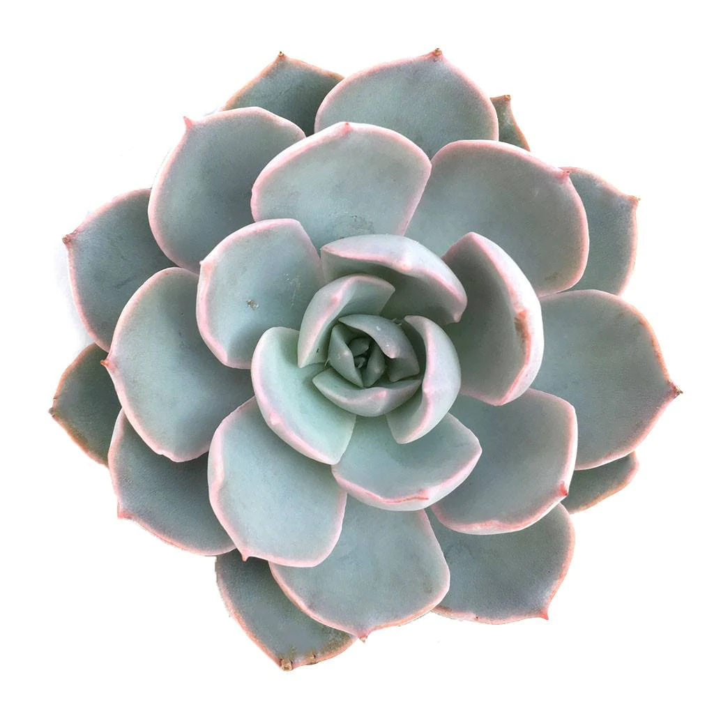 Echeveria subsessilis 'Morning Beauty'