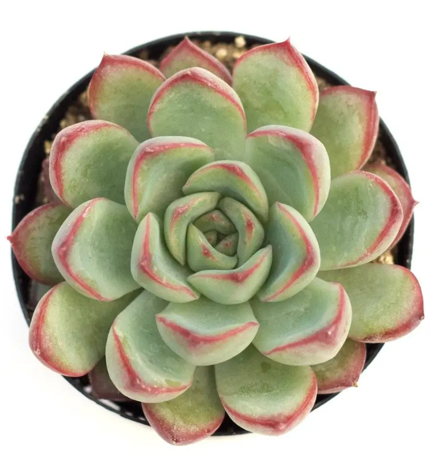 Echiveria Pulidosnis (8cm Pot)