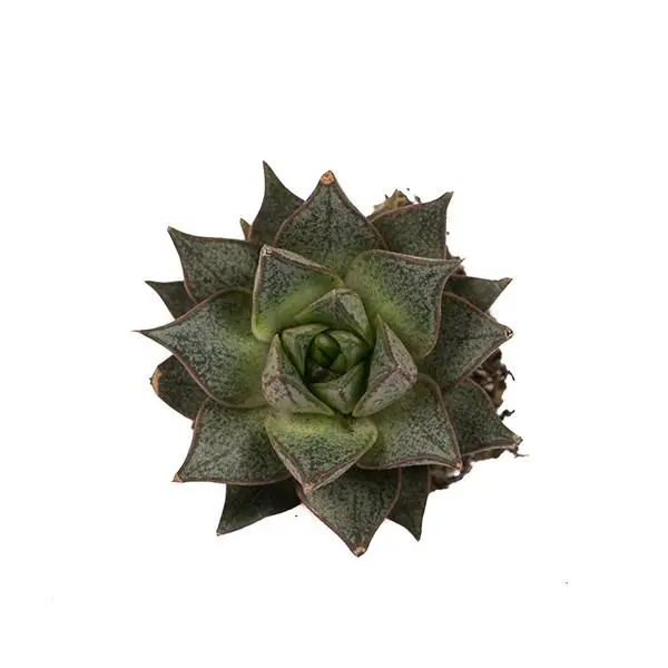 Echeveria Purposum (8cm Pot)