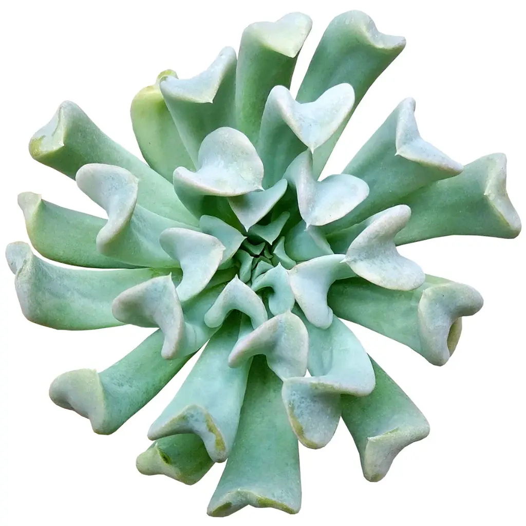 Echeveria Topsy Turvy 